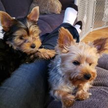 Best Quality male and female Yorkie puppies for adoption