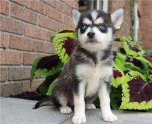 Cute lovely Male and Female pomsky Puppies for adoption