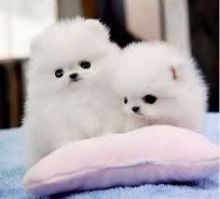 Cute Male and Female Pomeranian Puppies Up for Adoption...leosophia963@gmail.com