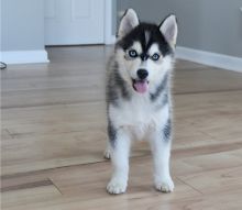 Nice and Healthy pomsky Puppies Available