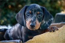 Registered Dachshund Puppies For Re-Homing