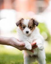 We are offering our 2 Papillon Puppies for adoption.