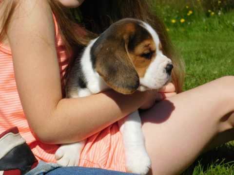 Beagle Puppies Image eClassifieds4u