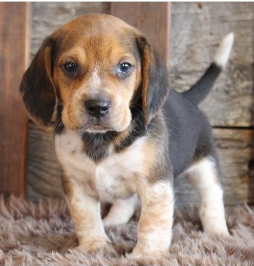 Cute Male and Female Beagle Puppies Up for Adoption... Image eClassifieds4u