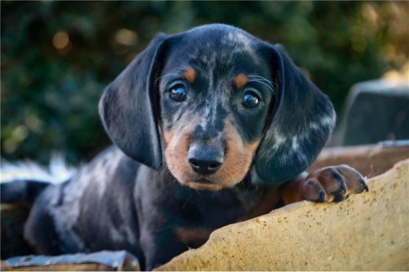 Dachshund puppies available in good health condition for new homes Image eClassifieds4u