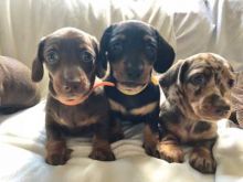 Cut loving and adorable male and female Dachshund puppies for adoption Image eClassifieds4u 2