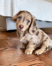 Cute Lovely male and female Dachshund Puppies for adoption Image eClassifieds4U