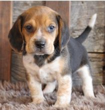 Cute Male and Female Beagle Puppies Up for Adoption... Image eClassifieds4u 1