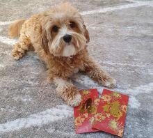 Cute Male and Female Maltipoo Puppies Up for Adoption... Image eClassifieds4u 2