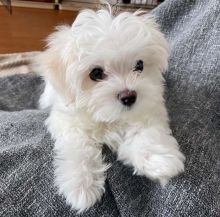 2 Charming Maltese puppies available