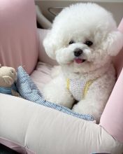 Bichon Frise Beautiful Puppies For Adoption