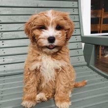 Cavapoo puppies available for adoption