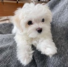 Ckc Maltese Puppies Ready For New Homes