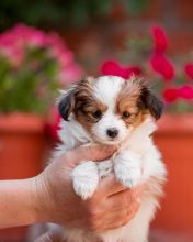 Cute Papilon Puppies available for sale