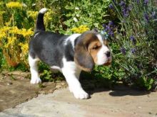 we have two lovely adorable Beagle puppies