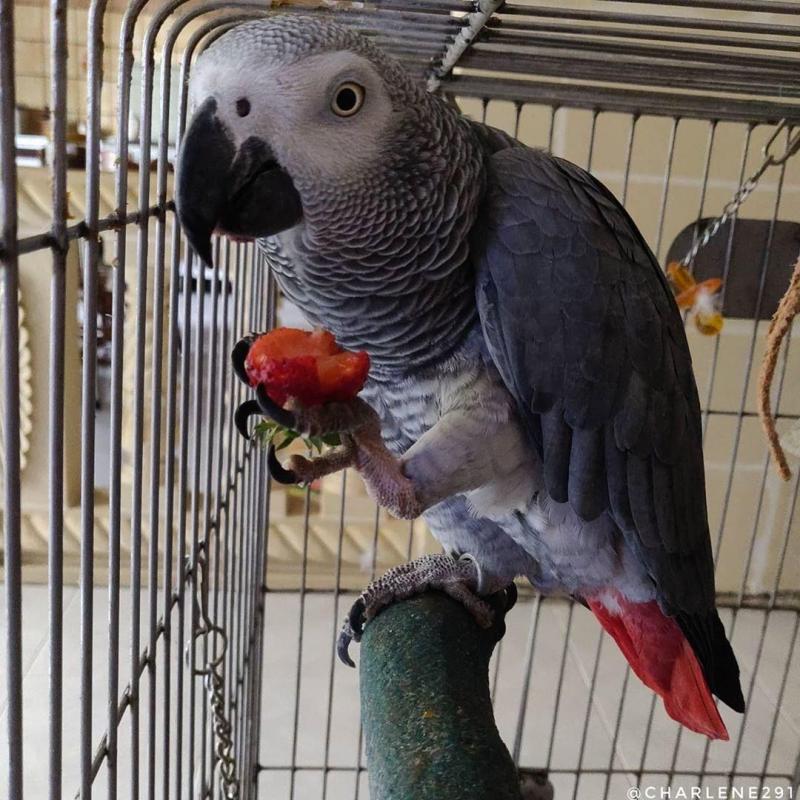 African grey parrots Image eClassifieds4u