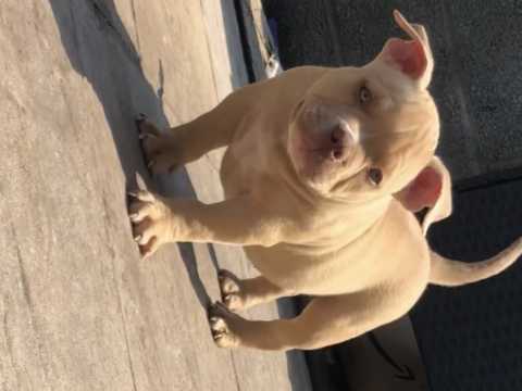 Best Quality male and female American Pitbull puppies for adoption Image eClassifieds4u