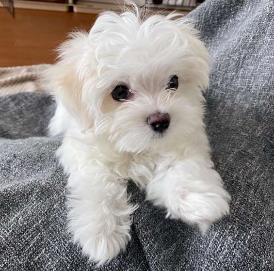 Ckc Maltese Puppies Ready For New Homes Image eClassifieds4u