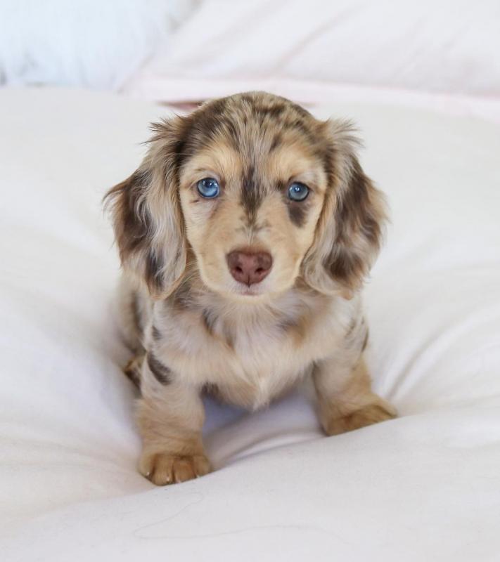 Cute Lovely male and female Dachshund Puppies for adoption Image eClassifieds4u