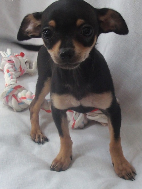 Cute Male and Female Chihuahua Puppies Up for Adoption... Image eClassifieds4u