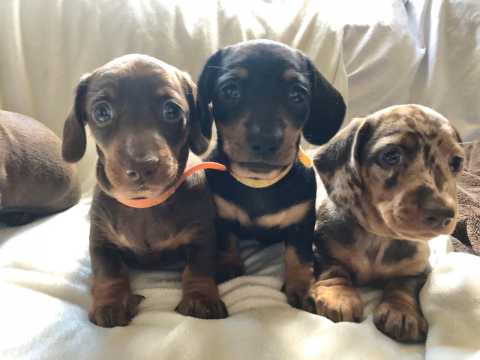 Cute Male and Female Dachshund Puppies Up for Adoption... Image eClassifieds4u