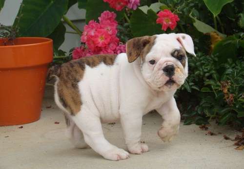 Cute Male and Female English Bulldog Puppies Up for Adoption... Image eClassifieds4u