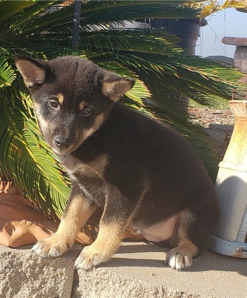 Cute Male and Female Shiba Inu Puppies Up for Adoption... Image eClassifieds4u