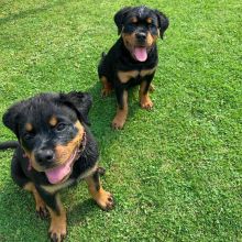 11 weeks old Rottweiler puppies Image eClassifieds4U