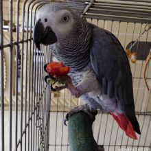 African grey parrots Image eClassifieds4U