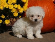 Best Quality male and female Bichon puppies for adoption Image eClassifieds4u 2
