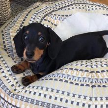 Dachshund puppies available in good health condition for new homes Image eClassifieds4U