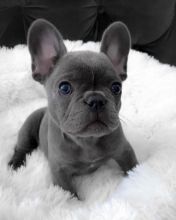 French bull dog puppies for good re homing to interested homes. Image eClassifieds4U