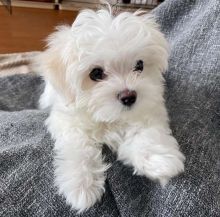 Two beautiful CKC Maltese puppies Image eClassifieds4U