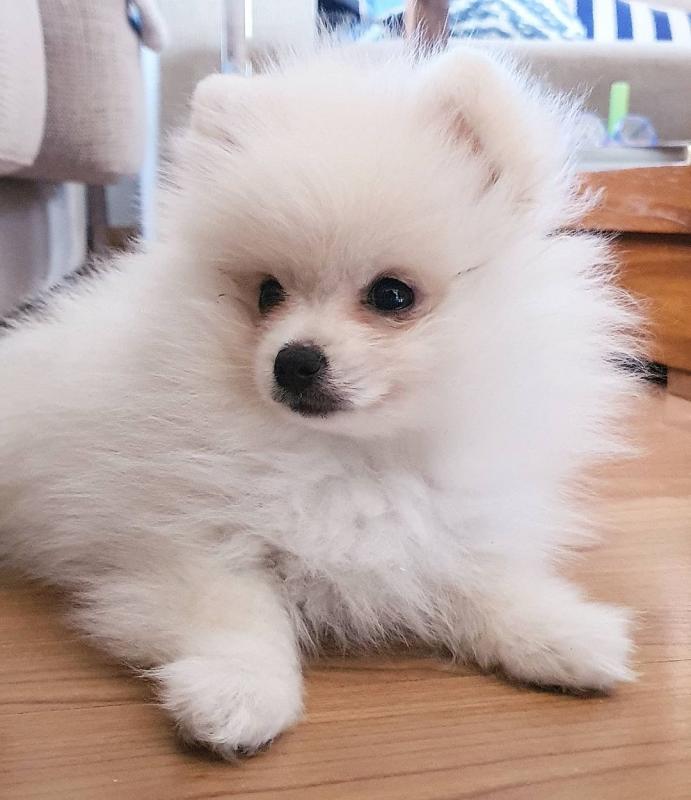 male and female pomeranian puppies Image eClassifieds4u