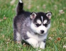 Adorable Alaskan klee kai Puppies Available For New Homes