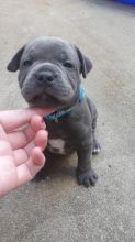 Adorable Blue Staffy Puppies Available Now