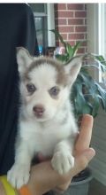 Blue Eyes Siberian Husky Puppies