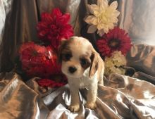 Cavalier King Charles Spaniel puppies