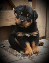 Healthy Rottweiler Puppies Available For Sale