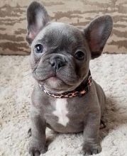 Home Trained French Bulldog Puppies Available Now