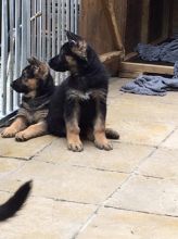 Playful German Shepherd Puppies Ready Now