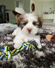 Super adorable Male and Female Havanese Puppies for adoption