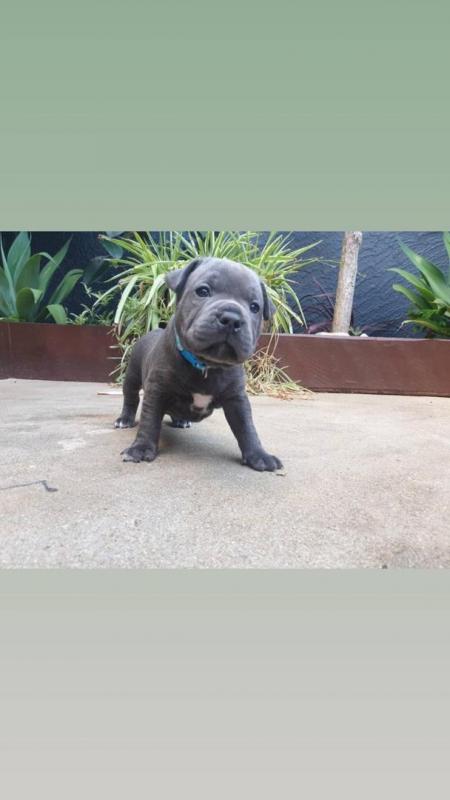 Adorable Blue Staffy Puppies Available Now Image eClassifieds4u