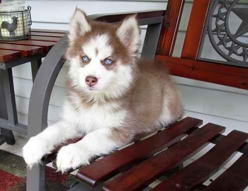 Blue Eyes Siberian Husky Puppies Image eClassifieds4u
