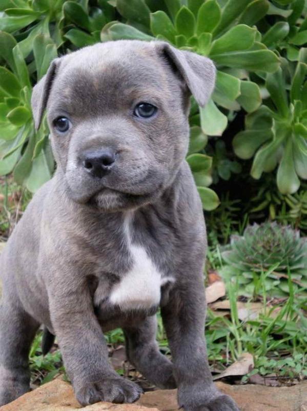 BLUE STAFFORDSHIRE BULL TERRIER PUPPIES AVAILABLE FOR FOR GOOD HOMES Image eClassifieds4u