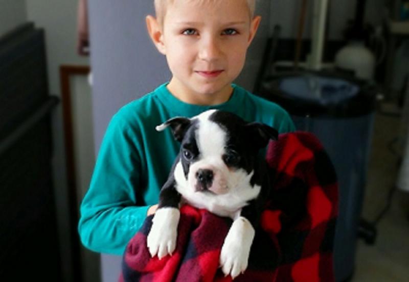 Charming Boston Terrier Pups Ready Image eClassifieds4u