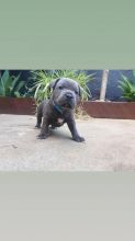 Adorable Blue Staffy Puppies Available Now Image eClassifieds4u 3