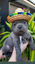 Adorable Blue Staffy Puppies Available Now Image eClassifieds4u 2
