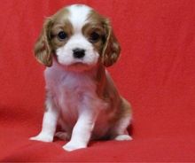 Cavalier King Charles Spaniel puppies Image eClassifieds4u 3