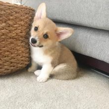 Pembroke Welsh Corgi Puppies Ready Image eClassifieds4u 2